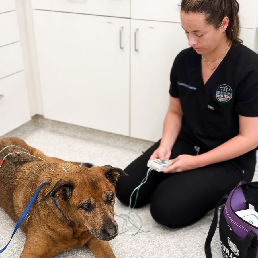 A veterinarian in a clinic monitoring the heart rate of a relaxed brown dog using electrodes and a small handheld device, with medical equipment visible in the background.