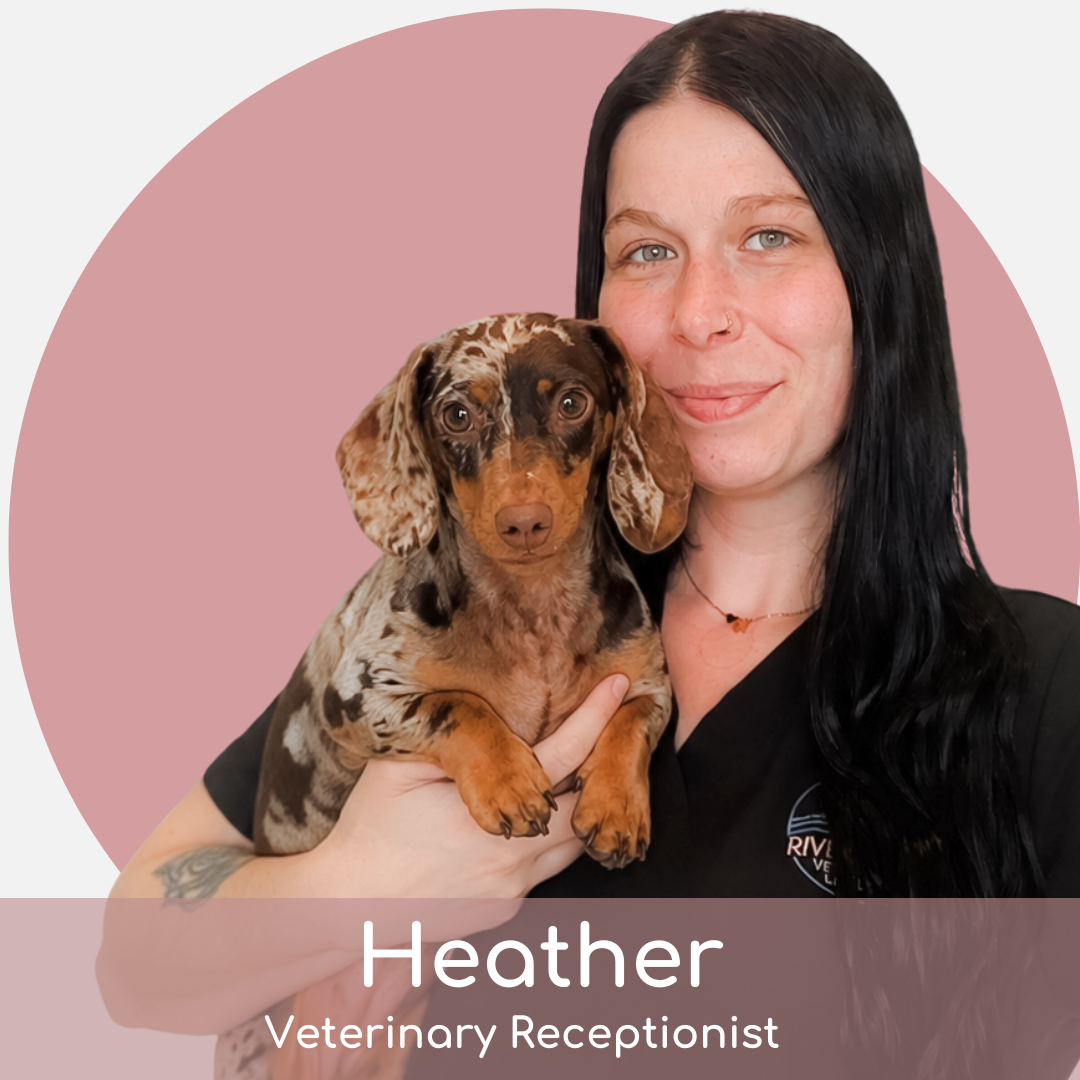 Heather A woman with long black hair holds a brown and tan dapple dachshund. Both are facing the camera and smiling. The name "Heather" and title "Veterinary Receptionist" are written below them on the image.
