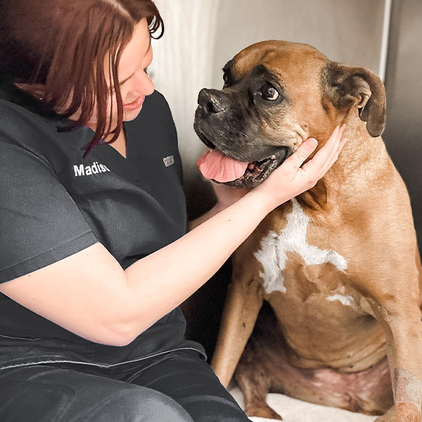 A veterinarian smiling at a brown and white boxer dog she is examining. she is wearing a black uniform labeled "madison" and is gently holding the dog's head.