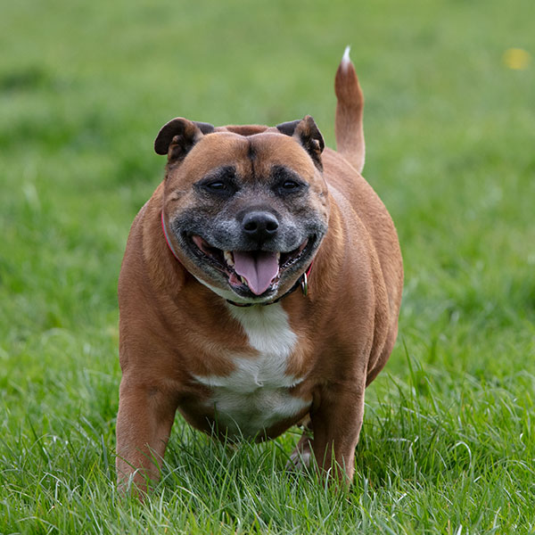 A brown and white dog with a stocky build is smiling with its tongue out while standing on green grass. The dog has a red collar and appears happy and content.
